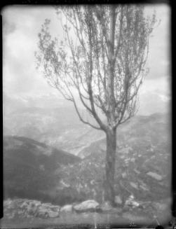 Untitled (tree on mountain)