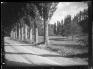 Untitled (colonnade of trees)