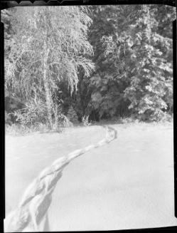 Untitled (snowshoe path)