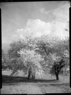 Untitled (apple blossoms)