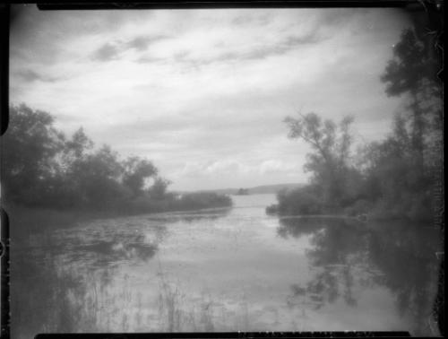 Untitled (water lilies)