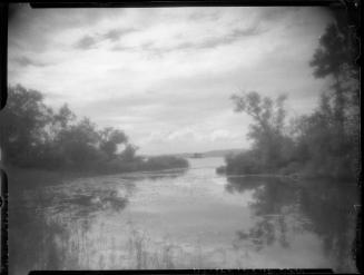 Untitled (water lilies)