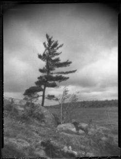 Untitled (lone tree on rocky terrain)
