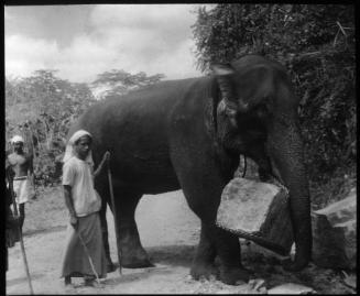 Working Elephant