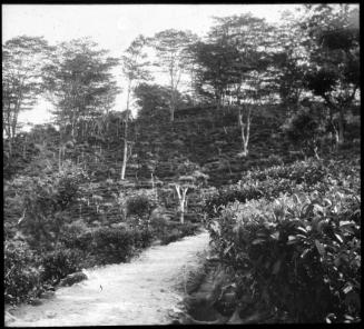 Tea Garden, Kandy