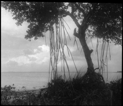 Mangrove Tree