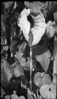 Insectivorus Flowers