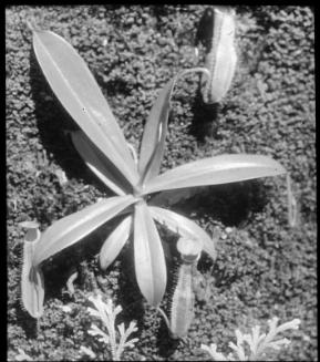 Nepenthes