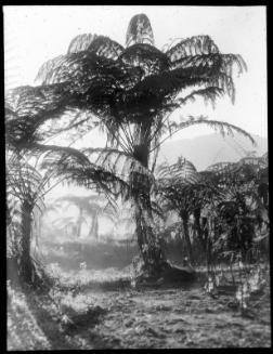 Tree Ferns