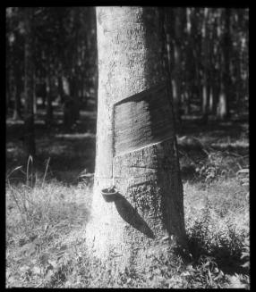 Tapping Rubber