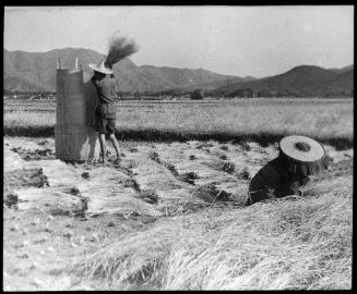 Threshing Rice