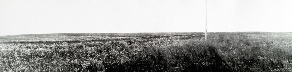 Untitled (prairie wheat field, telephone line)
