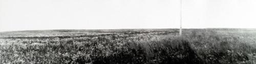 Untitled (prairie wheat field, telephone line)