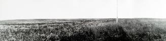 Untitled (prairie wheat field, telephone line)