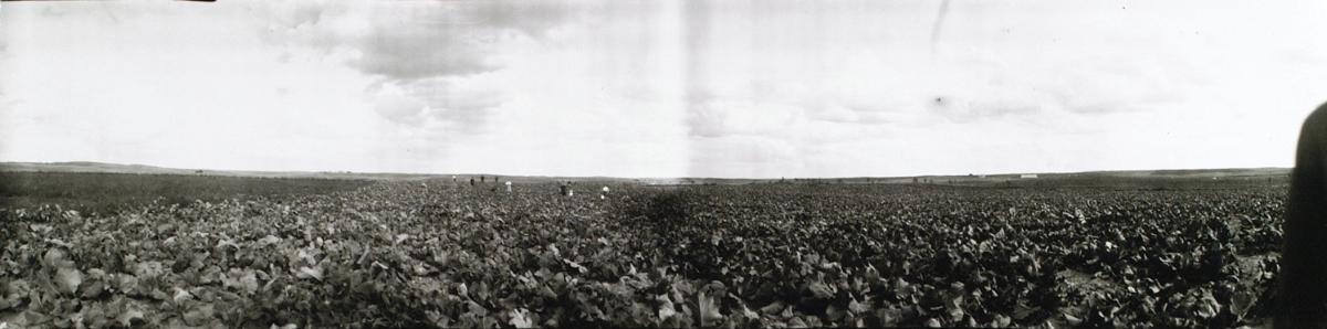 Untitled (cabbage crop)