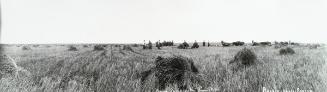 Setting Stooks on the Regina Plains