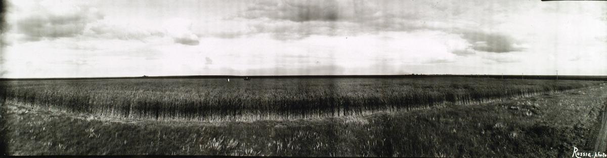 Untitled (large crop, figures)