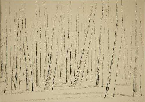 Evergreens, Winter Morning