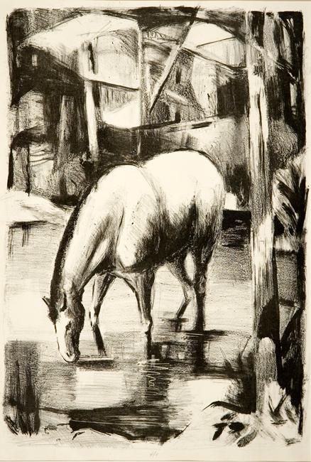 Horse Drinking