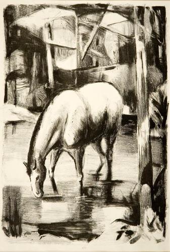 Horse Drinking