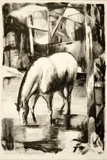 Horse Drinking