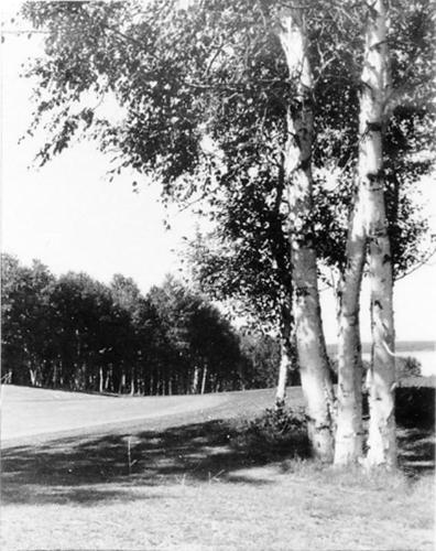 Three Trees