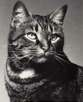 Portrait of a Cat